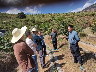 楚雄市加大技術(shù)指導(dǎo)，助推芒果產(chǎn)業(yè)發(fā)展與種植技術(shù)開發(fā)