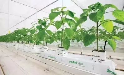 雄霸世界！荷蘭農業(yè)靠這5大經營模式與種植技術開發(fā)